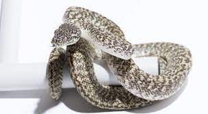 carpet python morphs morelia spilota