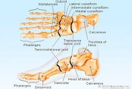 Foot Anatomy Detail Picture Image On Medicinenet Com