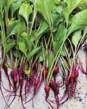 How do you store fresh beets leaves?