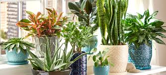 Plants You Can Grow In Your Own Home