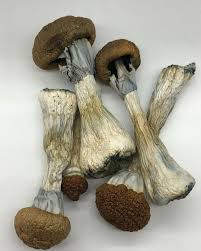 The magic mushroom trope as used in popular culture. Golden Teacher Magic Mushroom For Sale Psilocybe Cubensis