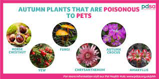 Poisonous Plants Pdsa
