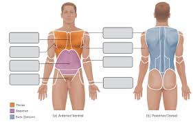 The anatomical position also referred to as the standard anatomical position, is the consistent pos. Label Anatomical Position Diagram Quizlet