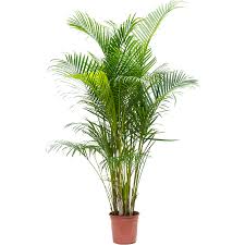 How To Care For Areca Leafy Life