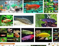 Jenis ikan air tawar yang berikutnya adalah ikan aligator. Jenis Ikan Hias Air Tawar Aquarium Terlengkap Dari A Z