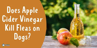 apple cider vinegar kill fleas on dogs