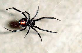 What is the most poisonous spider in the world daddy long legs? Black Widow Spider Facts Bite Habitat Information