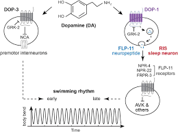 We did not find results for: Dopamine Receptor Dop 1 Engages A Sleep Pathway To Modulate Swimming In C Elegans Biorxiv