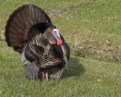 Always wanted to see birds en mass but never have? Turkey Description Habitat Facts Britannica