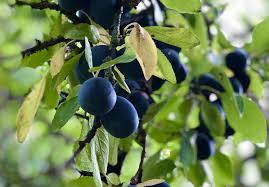 Damsons: How to grow and enjoy them - The English Garden