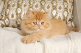 Today persian cats are one of the most popular pedigree breeds in the world. Red Persian Cats Red Persian Kittens Cat Breeder Of Red Persian Cats Orange Persianssuperior Quality Persian Himalayan Kittens For Sale In A Rainbow Of Colors In Business For 32 Years
