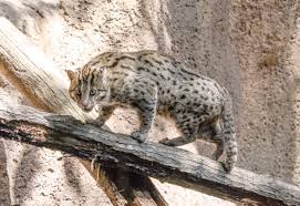 (animal > asian golden cat ). The Fishing Cat A Threatened Animal Of South And Southeast Asia Owlcation Education