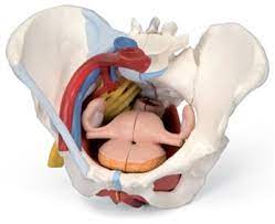 The female pelvis is slightly different from the male pelvis. Female Pelvis With Ligaments Vessels Nerves Pelvic Floor And Organs 6 Part Anatomy Models And Anatomical Charts
