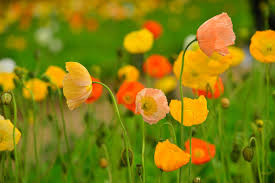 Poppies can be grown indoors under lights, but the majority of growers grow them outside. Iceland Poppy Plant Tips For Growing Iceland Poppies