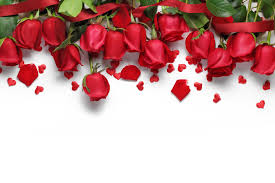 wallpaper red roses s love