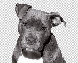 In the early 1800s, the bulldog of the time was mixed with the black and tan terrier, thus producing the bull and terrier, a fearless, quick and strong dog. American Pit Bull Terrier American Staffordshire Terrier Staffordshire Bull Terrier Puppy Puppy Animals Carnivoran Pet Png Klipartz