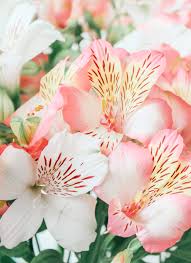 Many plants of the lilium and hemerocallis species are very poisoning. Are Alstroemeria Flowers Poisonous To Cats Bloom Wild