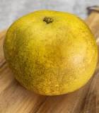 What is a Florida pomelo?
