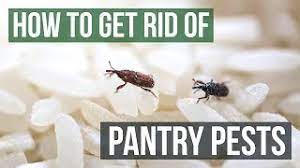 how to get rid of pantry pests