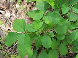 poison ivy in the garden how to get