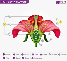 the structure and functions of pistil