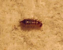 carpet beetle larva in canada what s