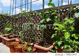 Roof Balcony Into A Vegetable Garden