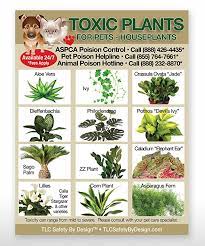 plants toxic to dogs with pictures