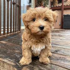 1 cute mini havanese puppy