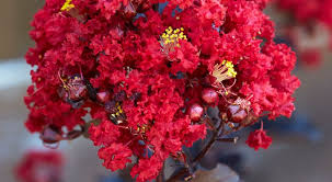 Selection Guide For Modern Crape Myrtles Buy At Nature