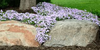 how to incorporate creeping phlox into