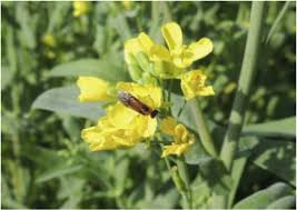 Mustard Plant An Overview Sciencedirect Topics