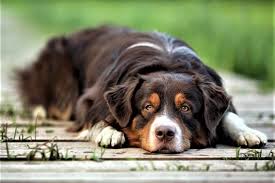 liver disease in dogs symptoms