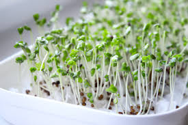 The Advantages Of Broccoli Sprouts Healthy Eating Sf Gate