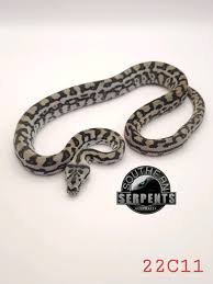 carpet python pets gumtree