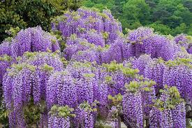 Amazon Com Wisteria Sinensis 7 Seeds Profusion Of Hanging