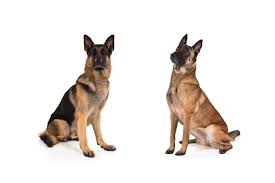 I was fortunate to breed the first welsh tervueren champion in my first litter in 1993. German Shepherd Dog Vs Belgian Malinois How To Tell The Difference