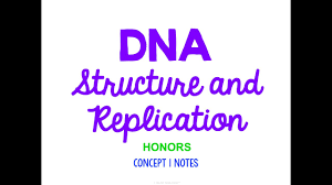 With more related ideas as follows chapter 11 dna and genes worksheet answers, dna structure and replication answer key pogil and dna structure worksheet answer key. Old Unit 4 Dna Structure And Replication Notes Honors Youtube