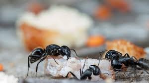 get rid of ants in your carpet tried