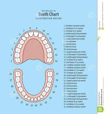 Tooth Chart With Number Infographic Illustration Vector On