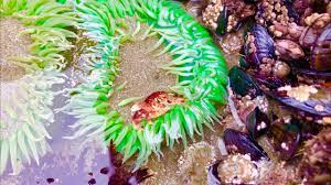 green sea anemone eating crab ocean