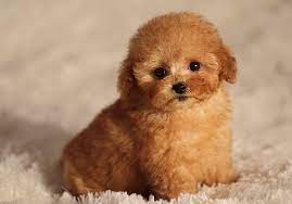 poodle names 450 perfect por and