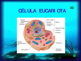 La célula eucariota es el tipo de célula que forma a los animales, las plantas, los hongos y a los seres humanos. Organulos De La Celula Eucariota