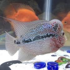Best pet fish store near you! Aquarium And Pet Shop Near Me Online