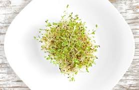 alfalfa seeds sprouted nutrition