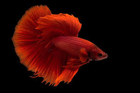 red-orange betta fish