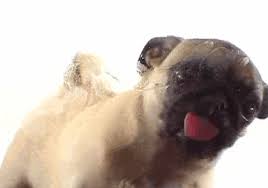 trending gif ged dog pug lick screen