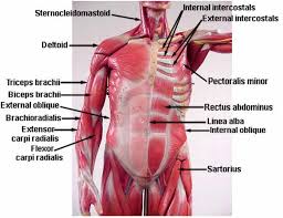 Muscles of the torso diagram. Images Of Torso Muscle With Label Torso Anterior Muscle Labeled Anatomy Diagram Pics Anatomy Biceps Brachii Muscle