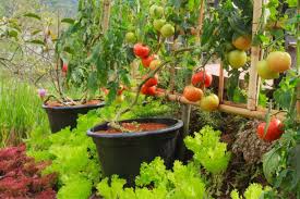 How To Start A Home Vegetable Garden