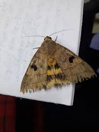moth pest control carpet moth